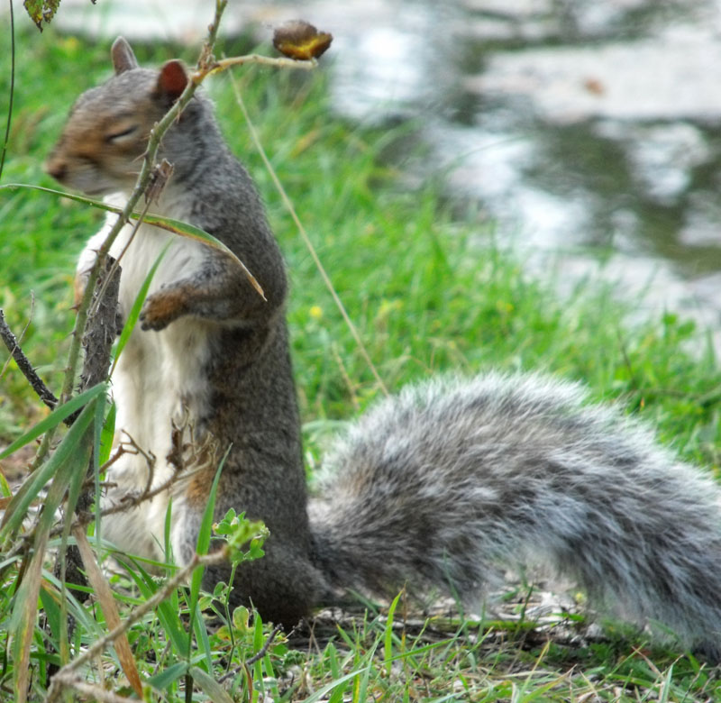 grey squirrel snoozing in the sun