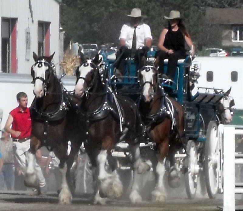 4 horse hitch speeding through gate