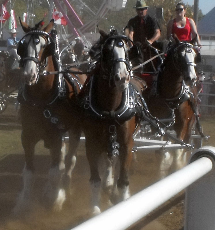 4 horse hitch coming around the bend in the fence