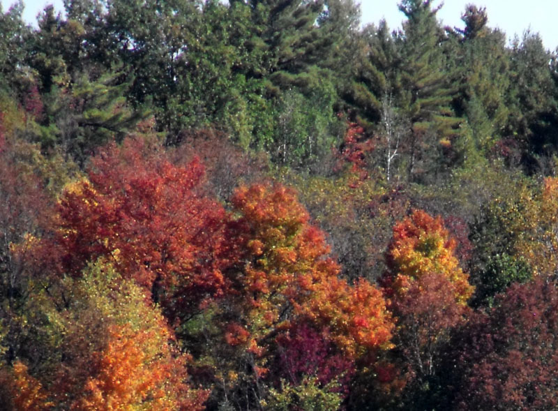 Carp Road Autumn Maples