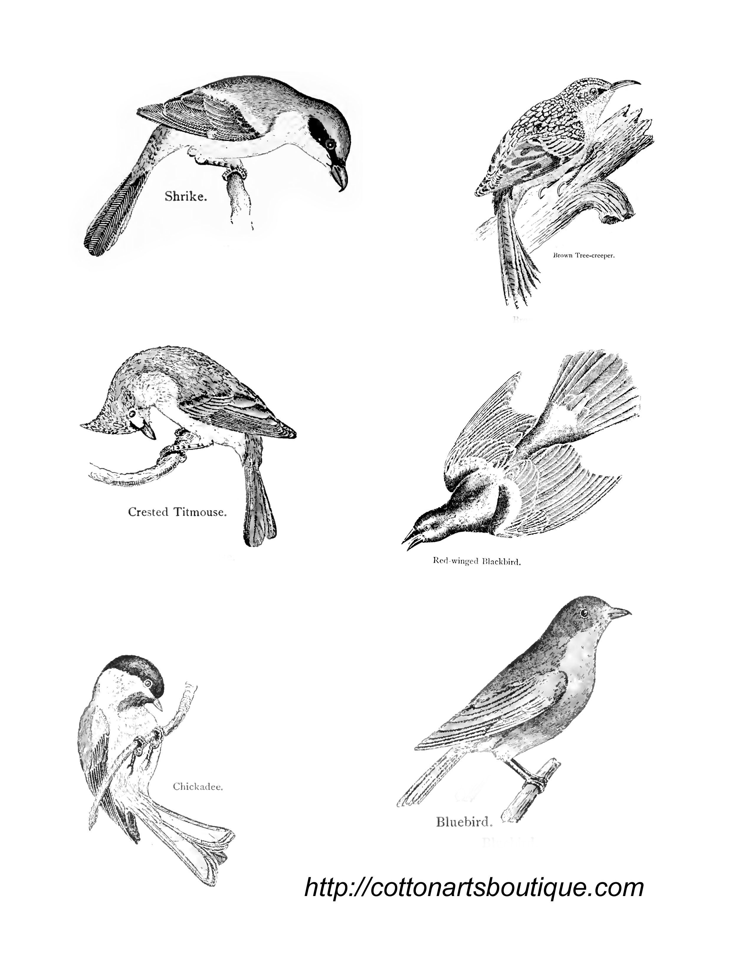 Vintage birds