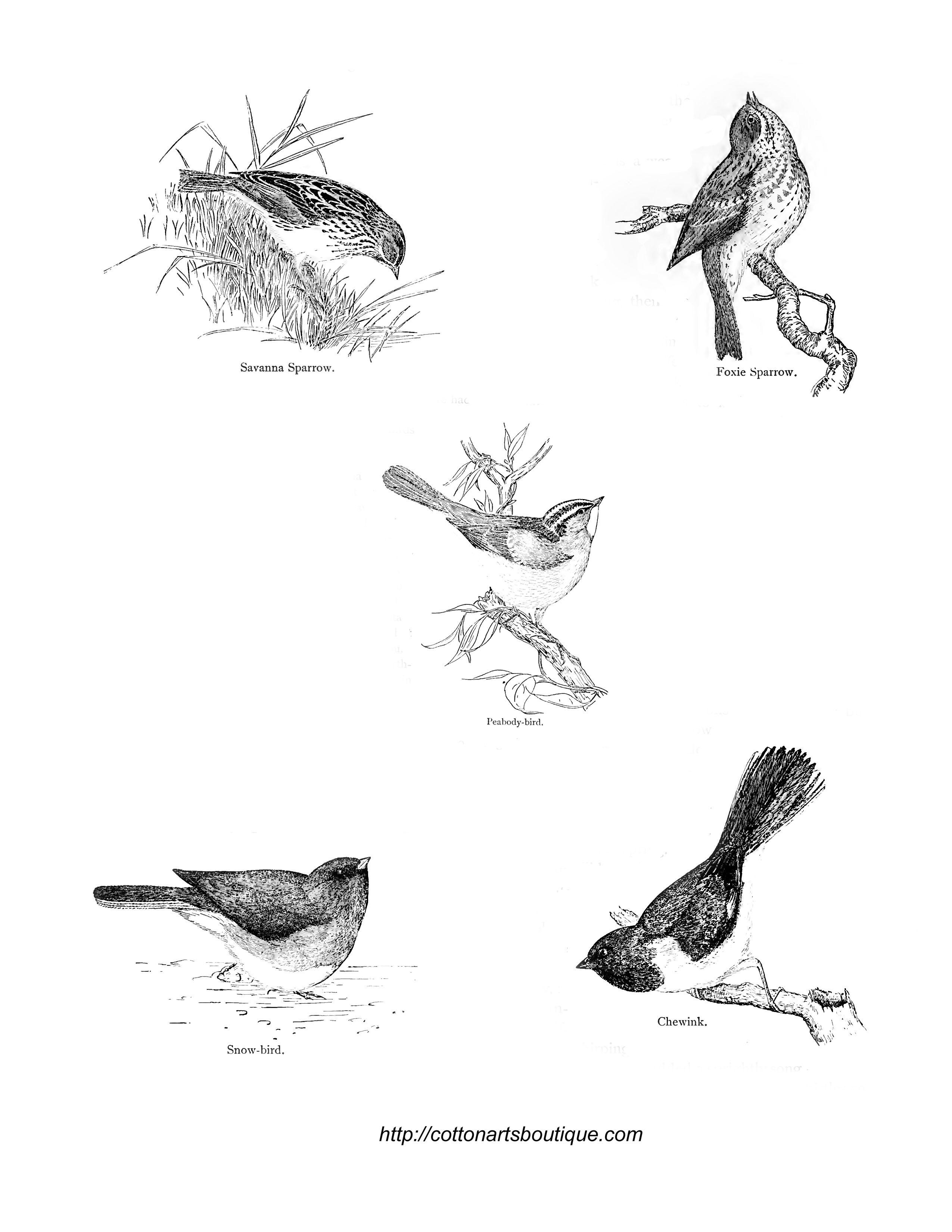 Vintage birds