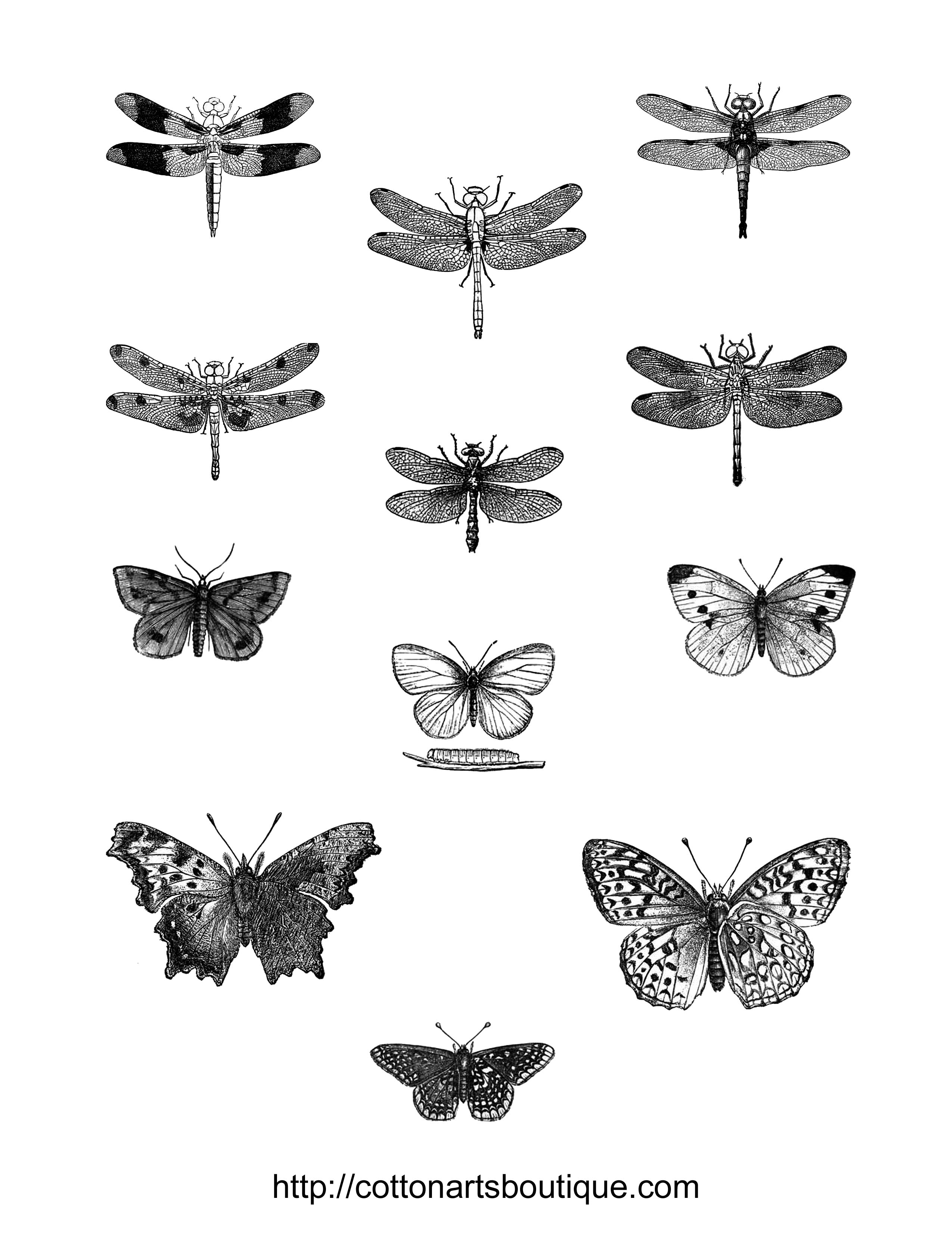 Vintage dragon flies and butterflies