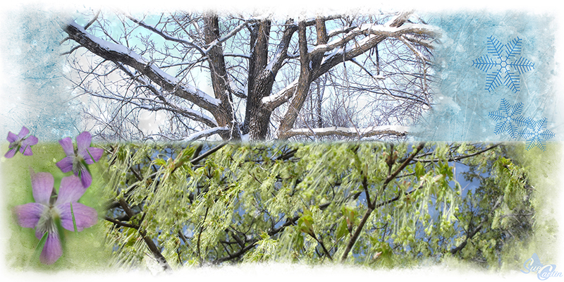 Photoshop Artistry challenge 13