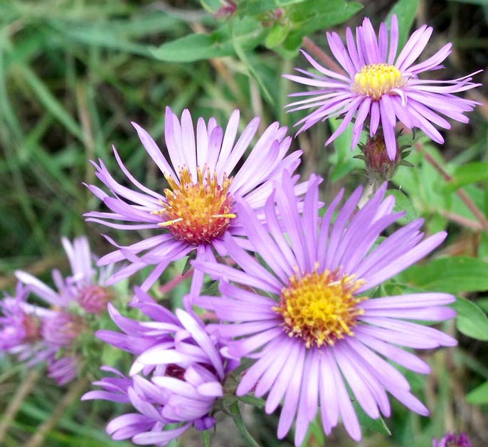 Asters….the last wild flower of the season | Cotton Arts Boutique