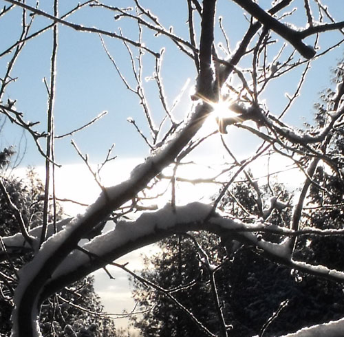 sun through apple tree