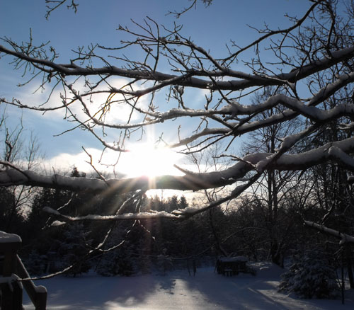 sun through oak tree