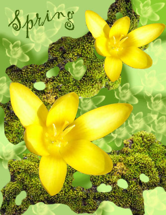 yellow crocus spring card