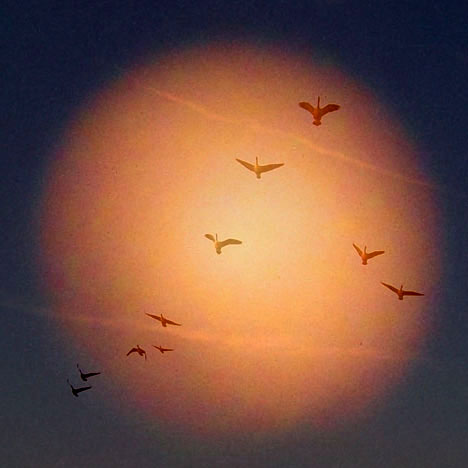 canada geese on moon