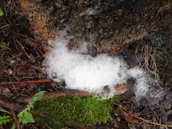 froth on maple after rain