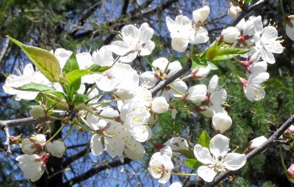 plum blossoms