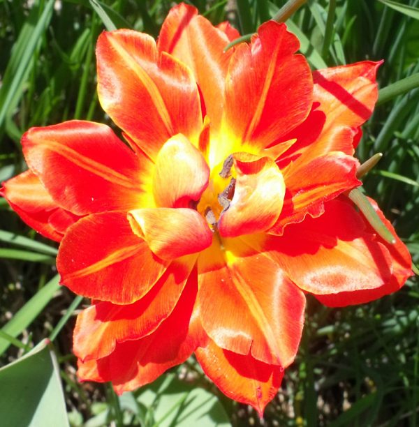 red parrot tulip