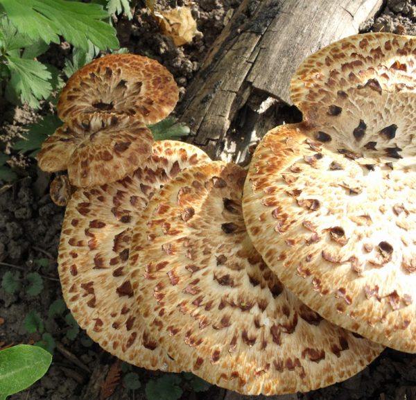 fungus on tree