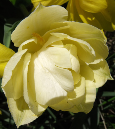 yellow tulip