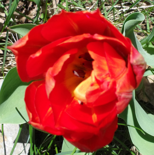 red tulip