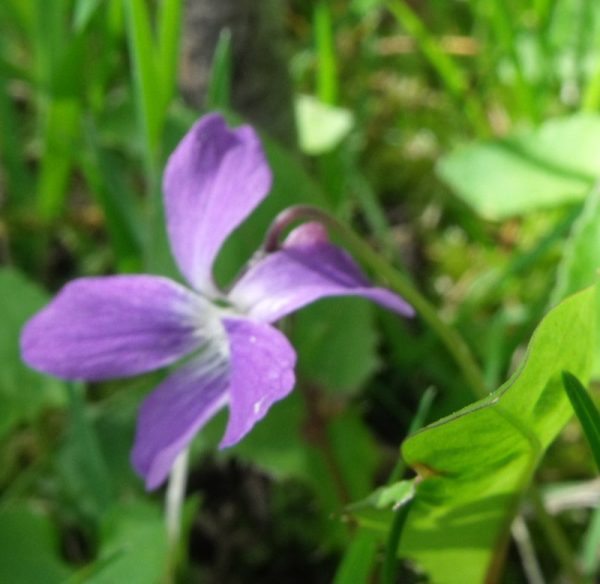 wild violet