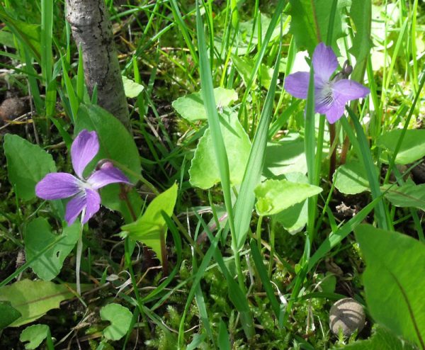 wild violets