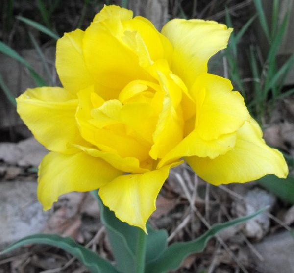 yellow tulip