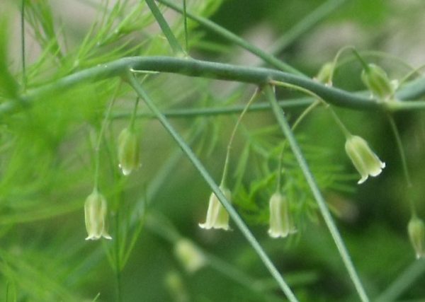 wild asparagus flower