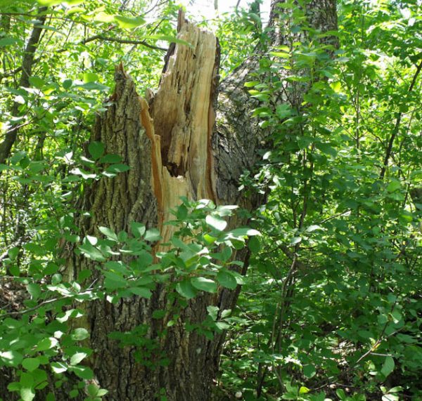 fallen elm