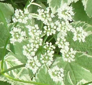 flowering ground cover