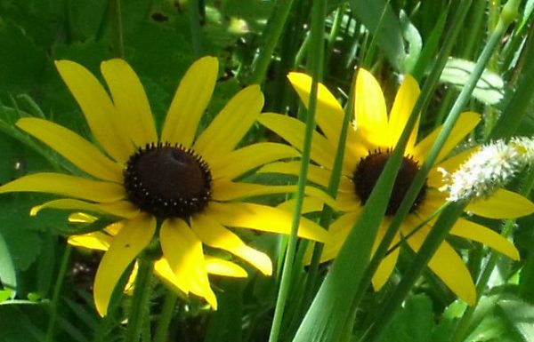 brown eyed susans