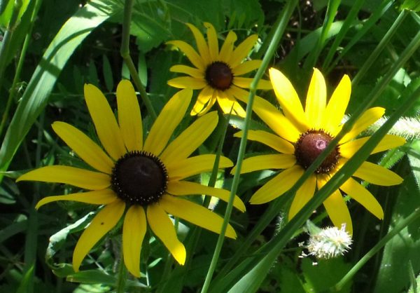 brown eyed susans