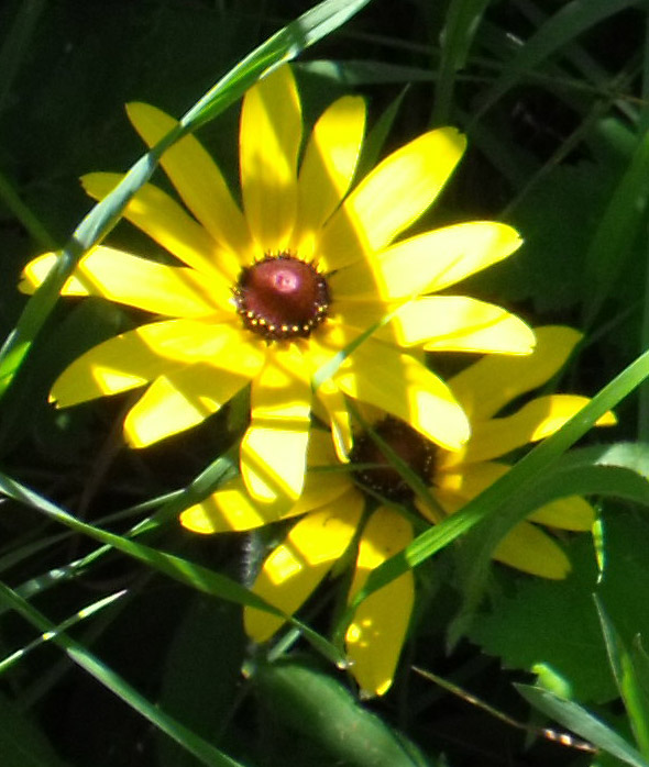 brown eyed susans