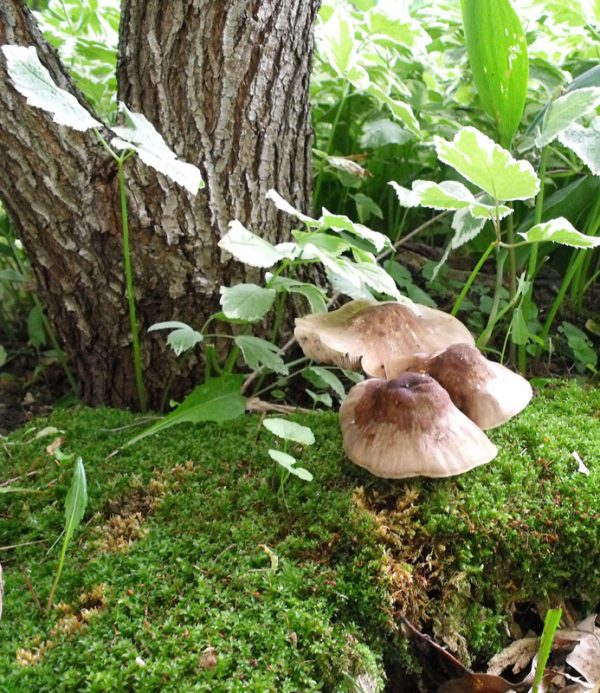 rain drops on fungus