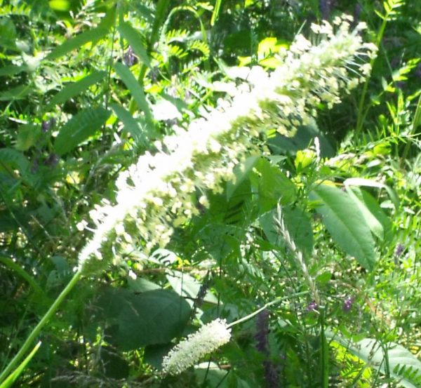 mature grasses after the rain