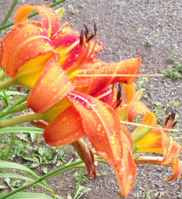 rain on day lillies 