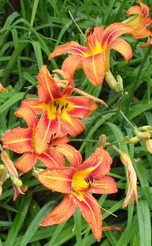 rain drops on day lilies