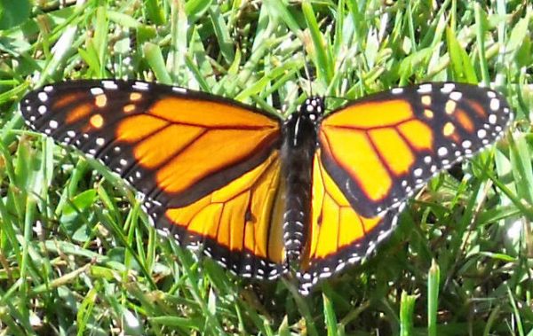 A rare and beautiful Monarch Butterfly plus a Bumble Bee on a