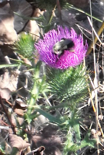 Bumblebee on a Scotch Thistle in the rocks of the Ottawa River