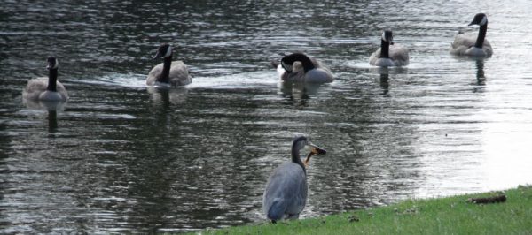 great blue heron