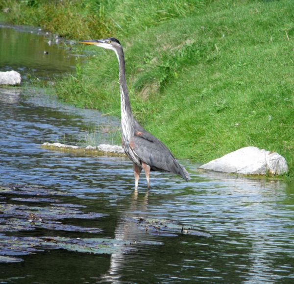 great blue