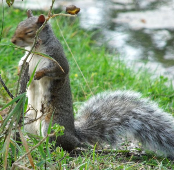 snoozing squirrel