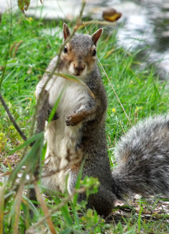 grey squirrel caught me taking his photo