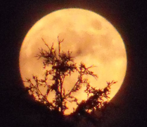 Orange moon through white cedar tree