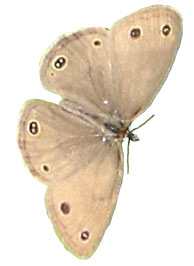 original little brown moth