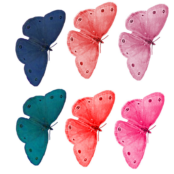 rainbow moths