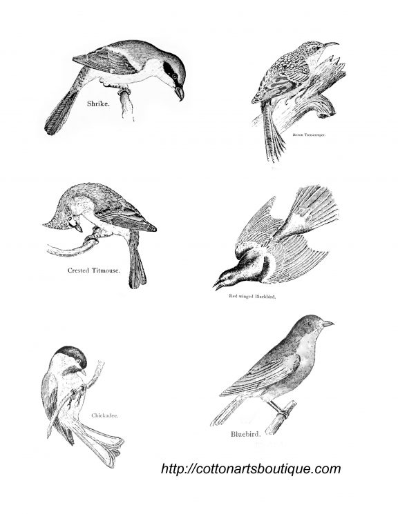 vintage birds