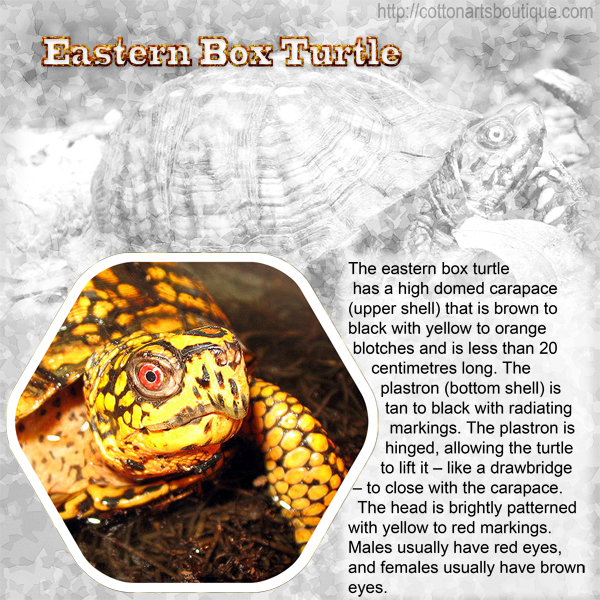 E - Eastern Box Turtle