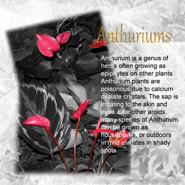 Anthuriums