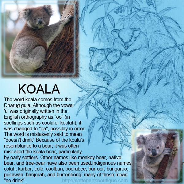 K - Koala