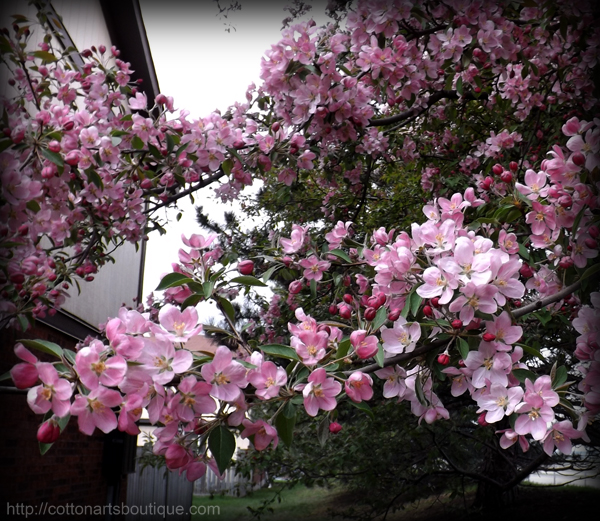 apple blossoms