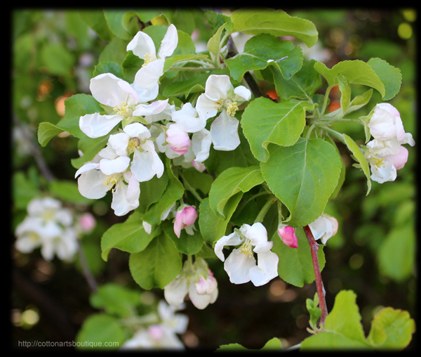 apple blossoms