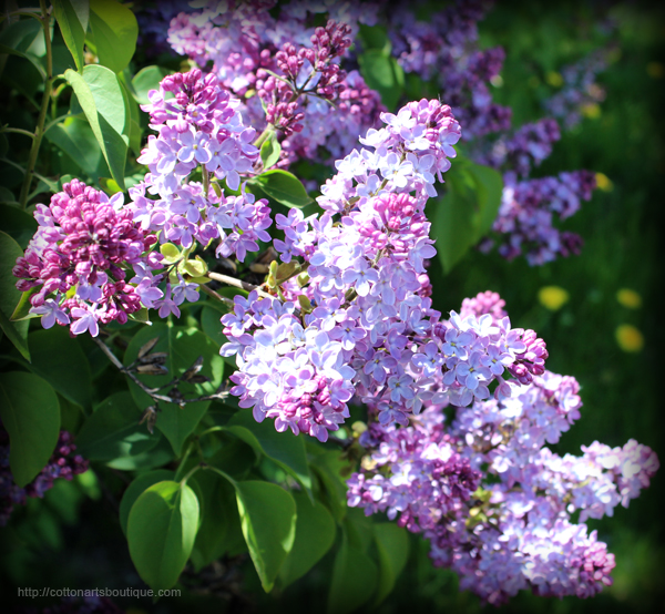 lilacs