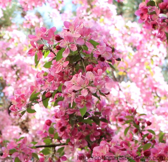 apple blossoms