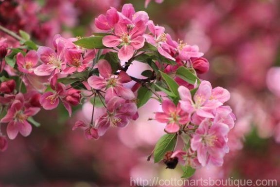 apple blossoms